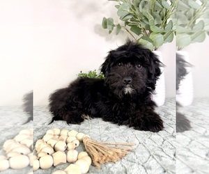 Cock-A-Poo Puppy for sale in GREENFIELD, IN, USA