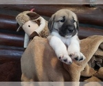 Small Photo #26 Anatolian Shepherd-Maremma Sheepdog Mix Puppy For Sale in LECANTO, FL, USA