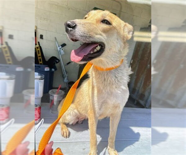 Medium Photo #2 German Shepherd Dog-Unknown Mix Puppy For Sale in San Bernardino, CA, USA