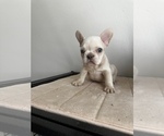 Puppy 6 French Bulldog