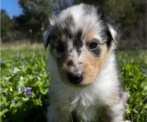 Boerboel Puppy for sale in LEWISBURG, TN, USA