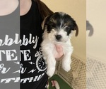 Small #7 Yorkshire Terrier