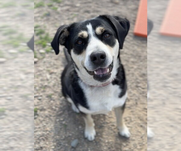 Medium Photo #13 Mutt Puppy For Sale in Bemidji, MN, USA
