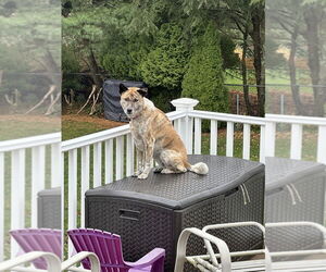 Akita-Unknown Mix Dogs for adoption in Brewster, NY, USA