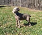 Small Photo #5 Weimaraner Puppy For Sale in LEWISBURG, KY, USA