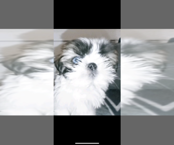 Medium Photo #25 Shih Tzu Puppy For Sale in FORT WORTH, TX, USA