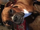 Small Photo #1 Boxer Puppy For Sale in PLEASANT HILL, IL, USA