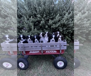 English Springer Spaniel Puppy for sale in CASTROVILLE, TX, USA