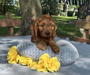 Cock-A-Poo Puppy for sale in THORP, WI, USA