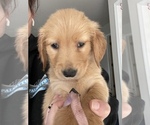 Small Photo #10 Golden Retriever Puppy For Sale in SUMMERVILLE, SC, USA