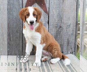 Bernedoodle (Miniature) Puppy for sale in SUNBURY, PA, USA