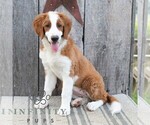 Image preview for Ad Listing. Nickname: Stella