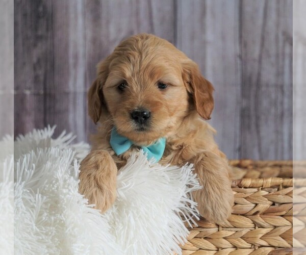 Medium Photo #3 Goldendoodle (Miniature) Puppy For Sale in FREDERICKSBG, OH, USA