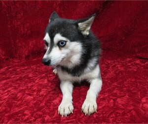 Father of the Alaskan Klee Kai puppies born on 10/08/2020