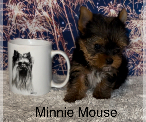 Medium Photo #5 Yorkshire Terrier Puppy For Sale in AZLE, TX, USA