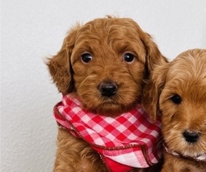 Australian Labradoodle Puppy for Sale in SEATTLE, Washington USA