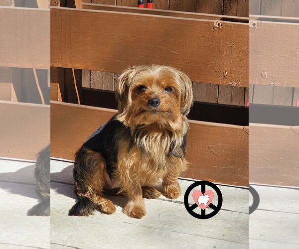 Medium Photo #2 Mutt Puppy For Sale in Lebanon, PA, USA