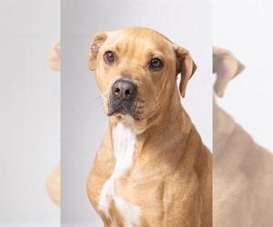 American Pit Bull Terrier-Unknown Mix Dogs for adoption in Olathe, KS, USA