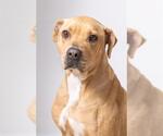 Small American Pit Bull Terrier Mix