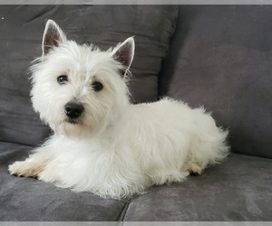 West Highland White Terrier Puppy for sale in RENO, NV, USA