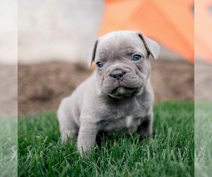 French Bulldog Puppy for sale in LANCASTER, PA, USA