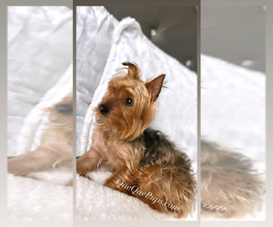 Mother of the YorkiePoo puppies born on 07/25/2025