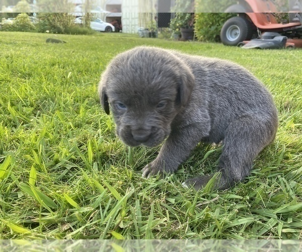 Medium Photo #7 Cane Corso Puppy For Sale in BELGRADE, MT, USA