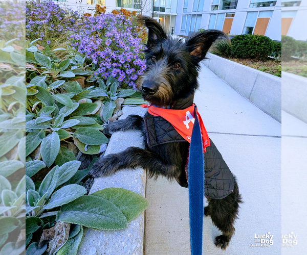 Medium Photo #2 Mutt Puppy For Sale in Washington, DC, USA