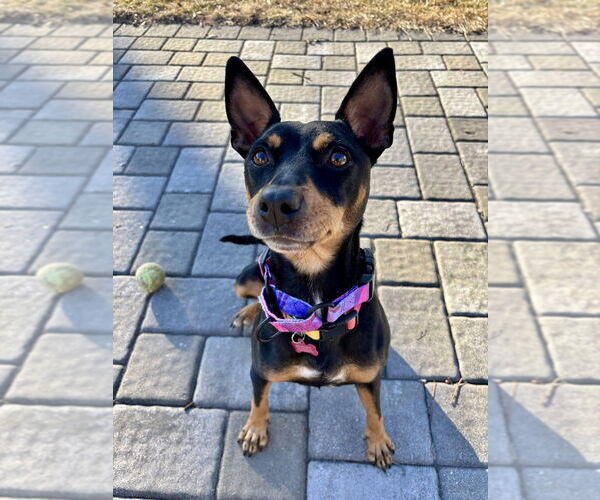 Medium Photo #18 Chihuahua-Unknown Mix Puppy For Sale in Brewster, NY, USA