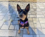 Small #17 Chihuahua Mix