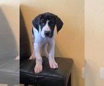 Small Photo #3 Great Dane Puppy For Sale in CLEVELAND, NC, USA