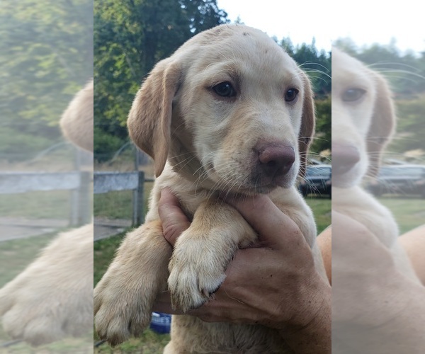 Medium Photo #12 Labrador Retriever Puppy For Sale in OLYMPIA, WA, USA