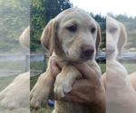 Small #11 Labrador Retriever