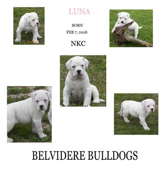 Medium Photo #1 American Bulldog Puppy For Sale in BELVIDERE, TN, USA