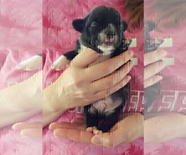 Medium Photo #10 French Bullhuahua Puppy For Sale in SPRAGGS, PA, USA