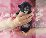 Small #9 French Bullhuahua