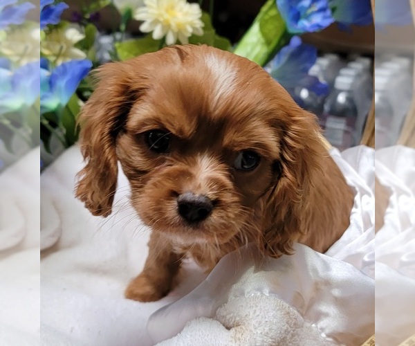 Medium Photo #4 Cavalier King Charles Spaniel Puppy For Sale in GOBLES, MI, USA