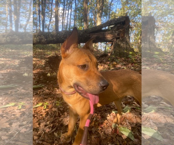 Medium Photo #4 Mutt Puppy For Sale in Frenchburg, KY, USA