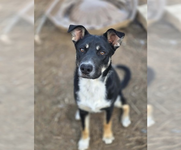 Medium Photo #5 Mutt Puppy For Sale in Fenton, MO, USA