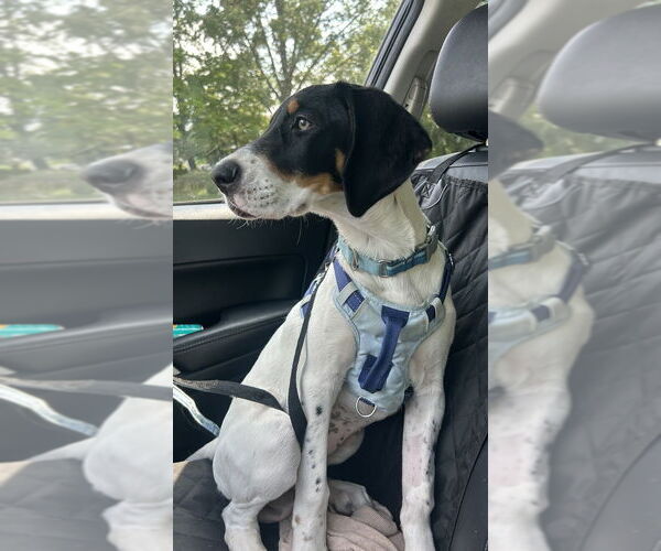 Medium Photo #3 Mutt Puppy For Sale in Candler, NC, USA