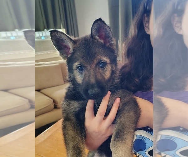 Medium Photo #7 German Shepherd Dog Puppy For Sale in DAYTON, OH, USA