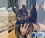 Puppy Sunny German Shepherd Dog