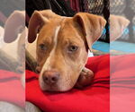 Small #29 American Pit Bull Terrier Mix