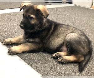 German Shepherd Dog Puppy for sale in BRIGHTON, CO, USA