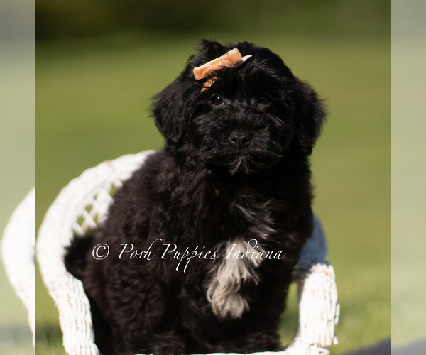 Medium Photo #6 Yorkipoo Puppy For Sale in WARSAW, IN, USA