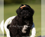 Small #5 Yorkipoo