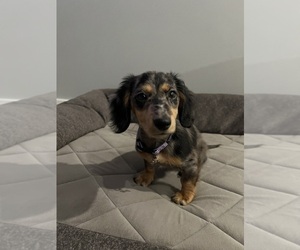 Dachshund Puppy for sale in OXNARD, CA, USA