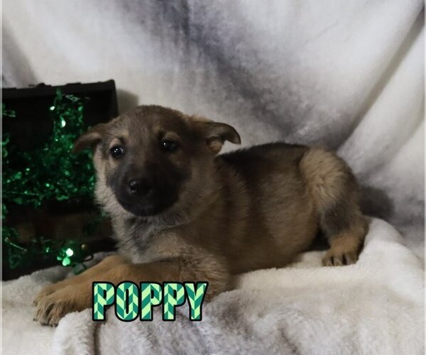 Medium Photo #2 German Shepherd Dog Puppy For Sale in jasper, AR, USA
