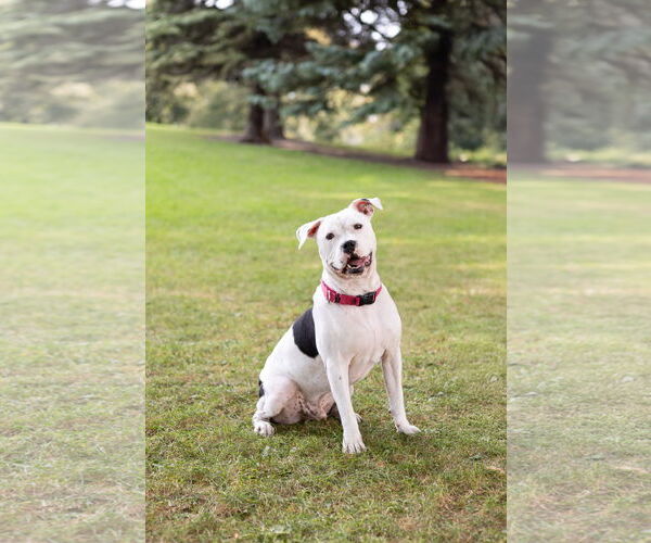 Medium Photo #9 American Pit Bull Terrier-Unknown Mix Puppy For Sale in Crete, IL, USA