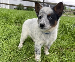 Australian Cattle Dog Puppy for sale in GAP, PA, USA